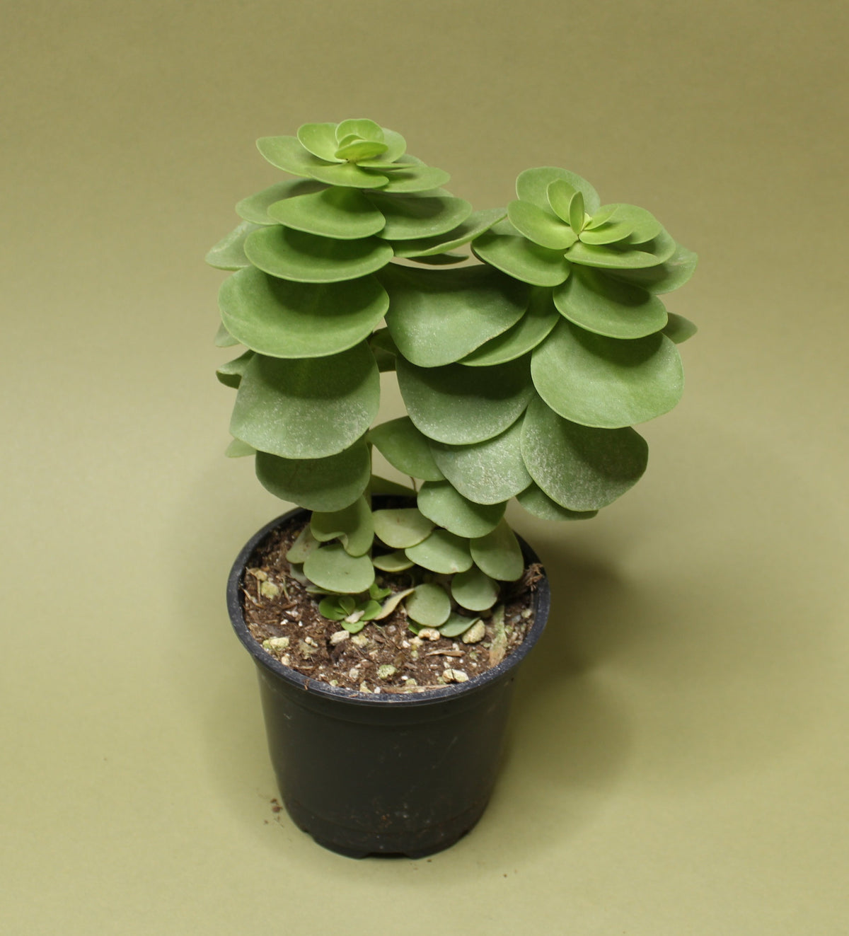 Portulaca Molokiniensis