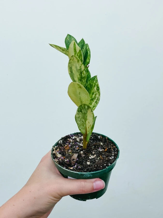 Variegated ZZ Plant