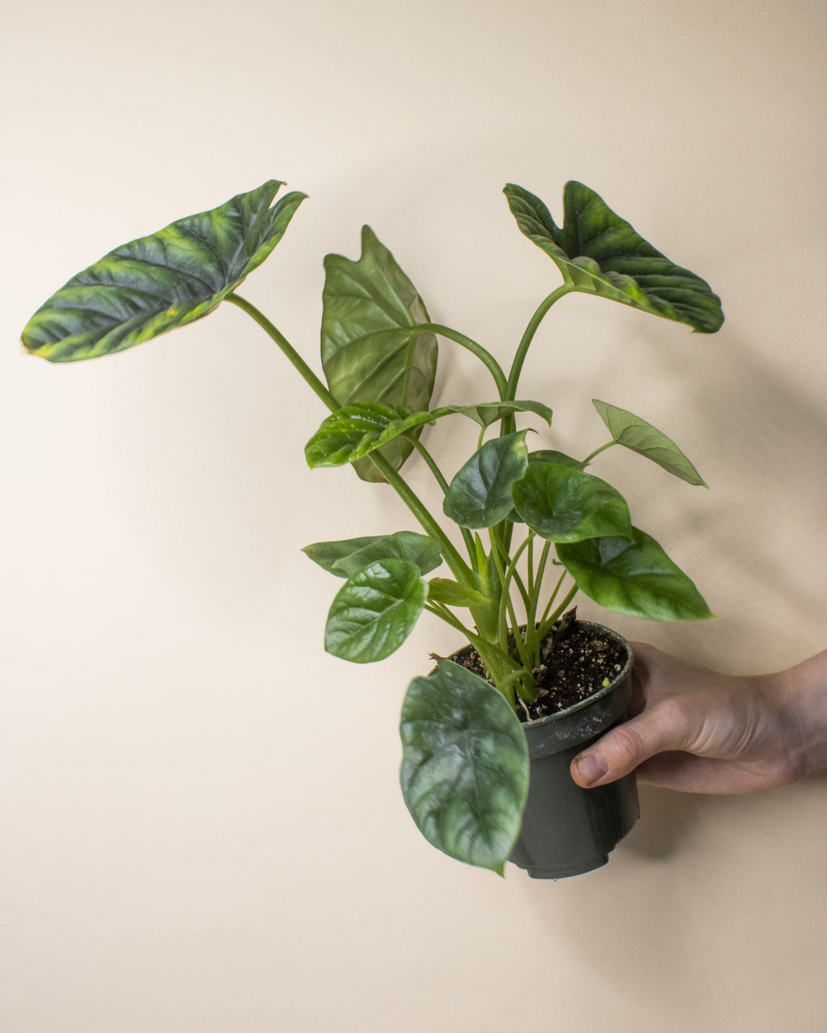 Alocasia Sinuata 'Quilted Dream'