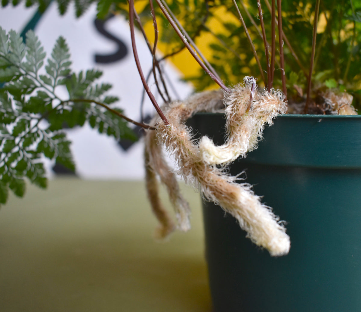 Rabbit's Foot Fern