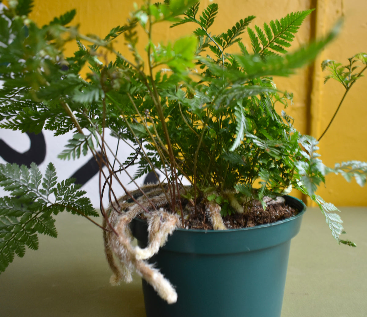 Rabbit's Foot Fern