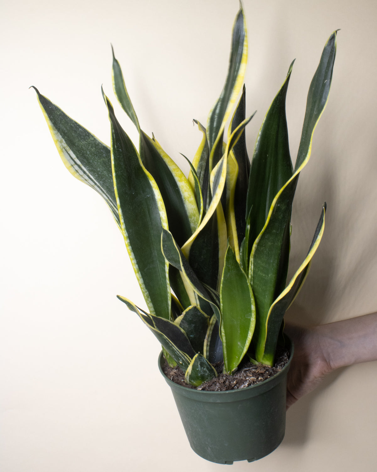 Sansevieria 'Black Gold'