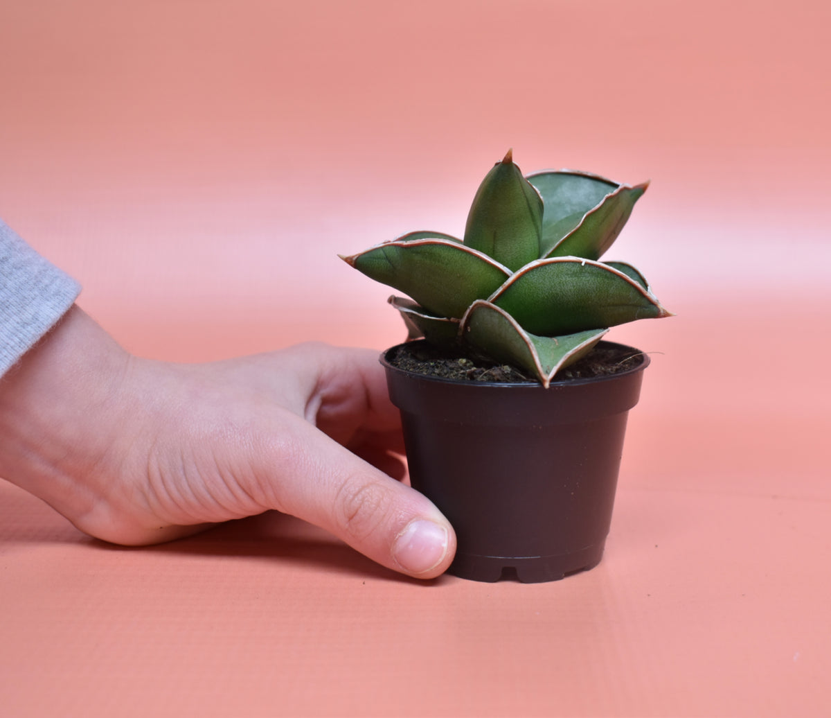 Sansevieria ehrenbergii 'Samurai'