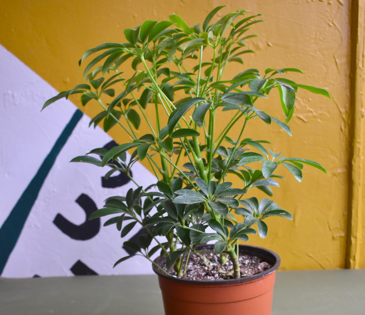 Schefflera Arboricola