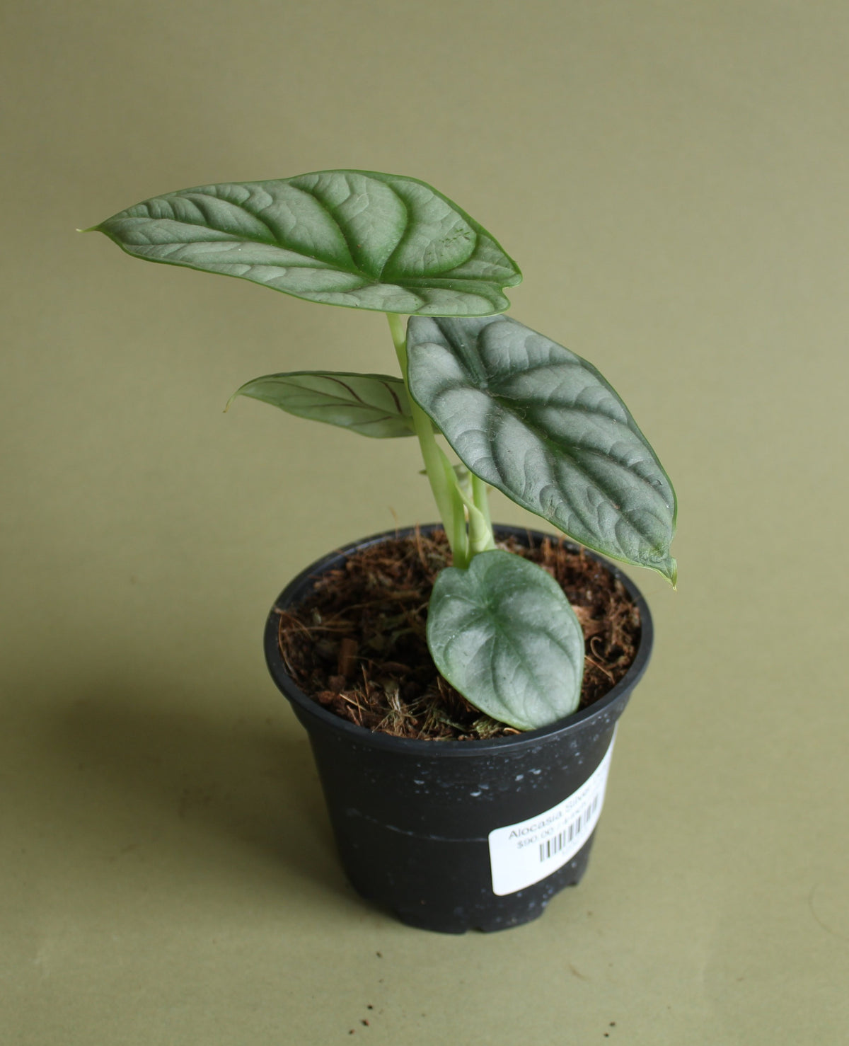 Alocasia Silver Dragon