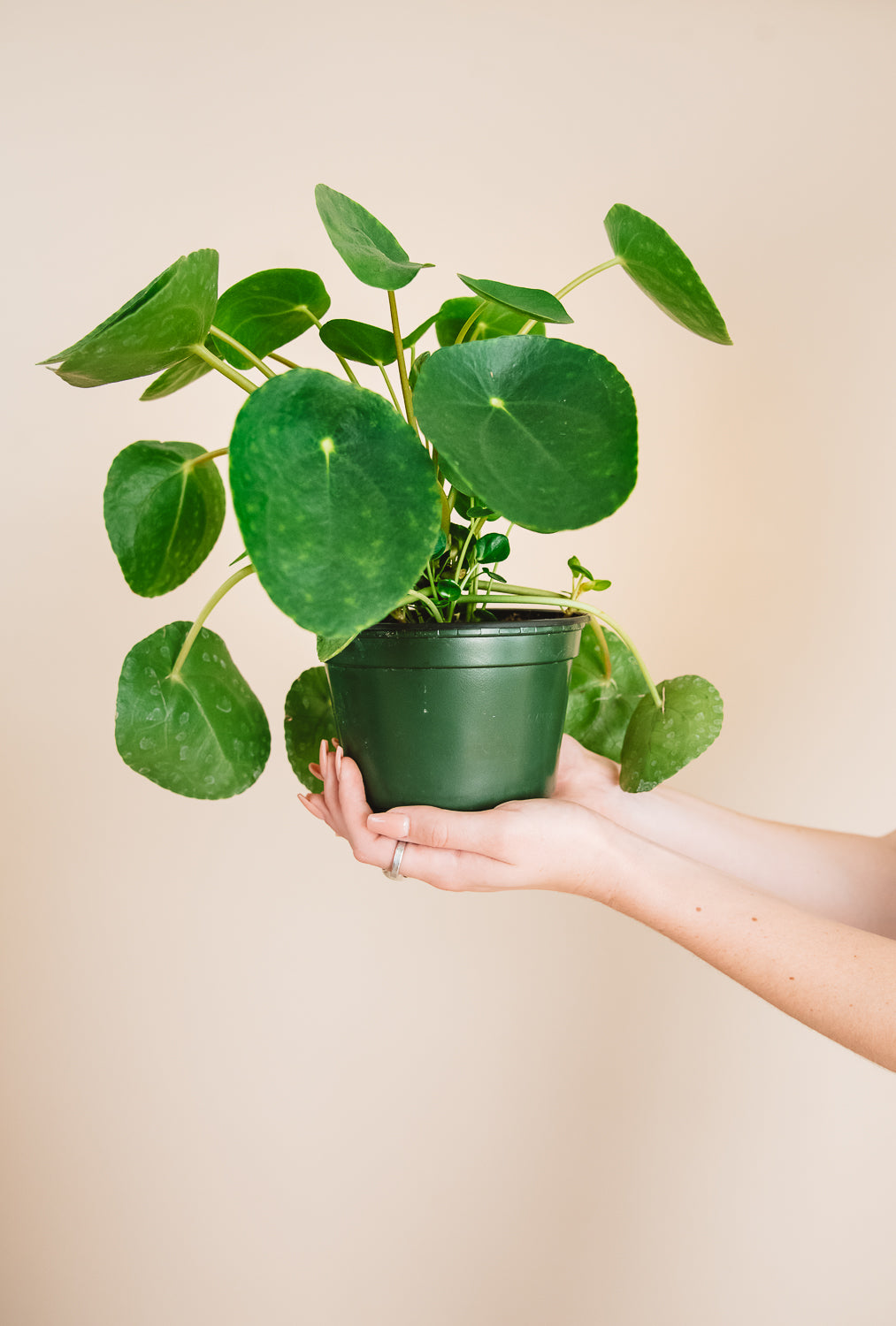 Pilea Peperomioides