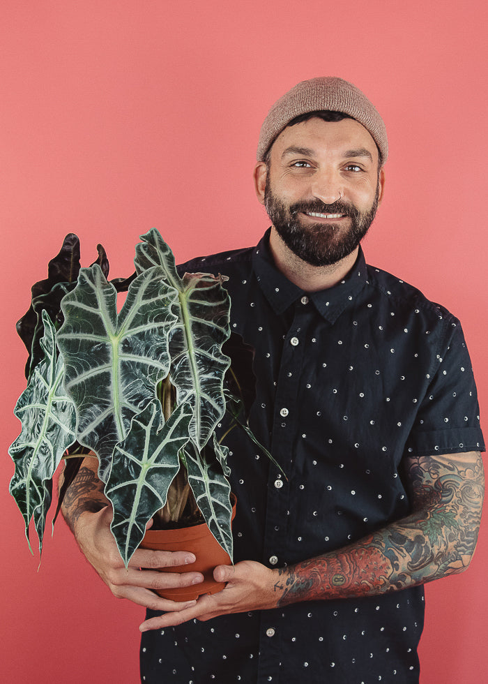 Alocasia Amazonica 'Polly' / Elephant Ear