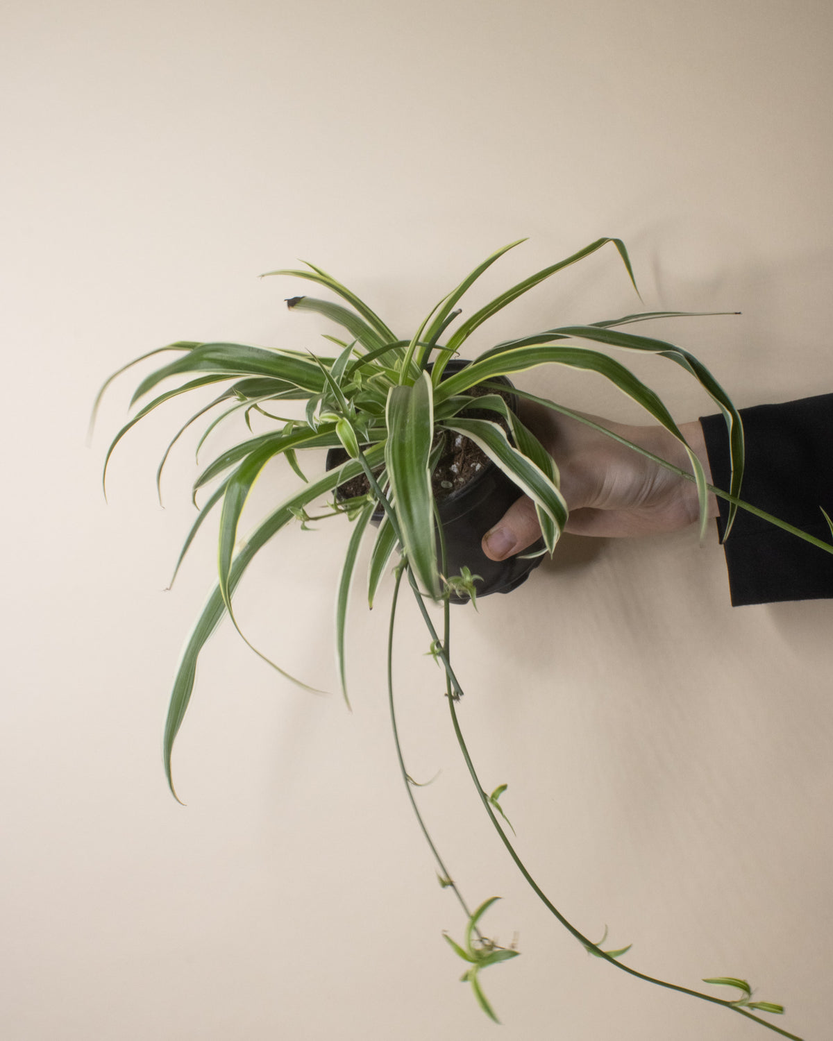 Spider Plant 'Ocean'