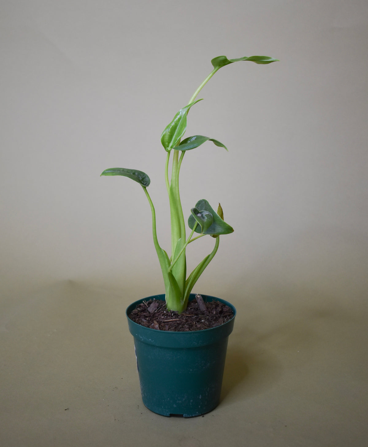 Alocasia Tiny Dancer