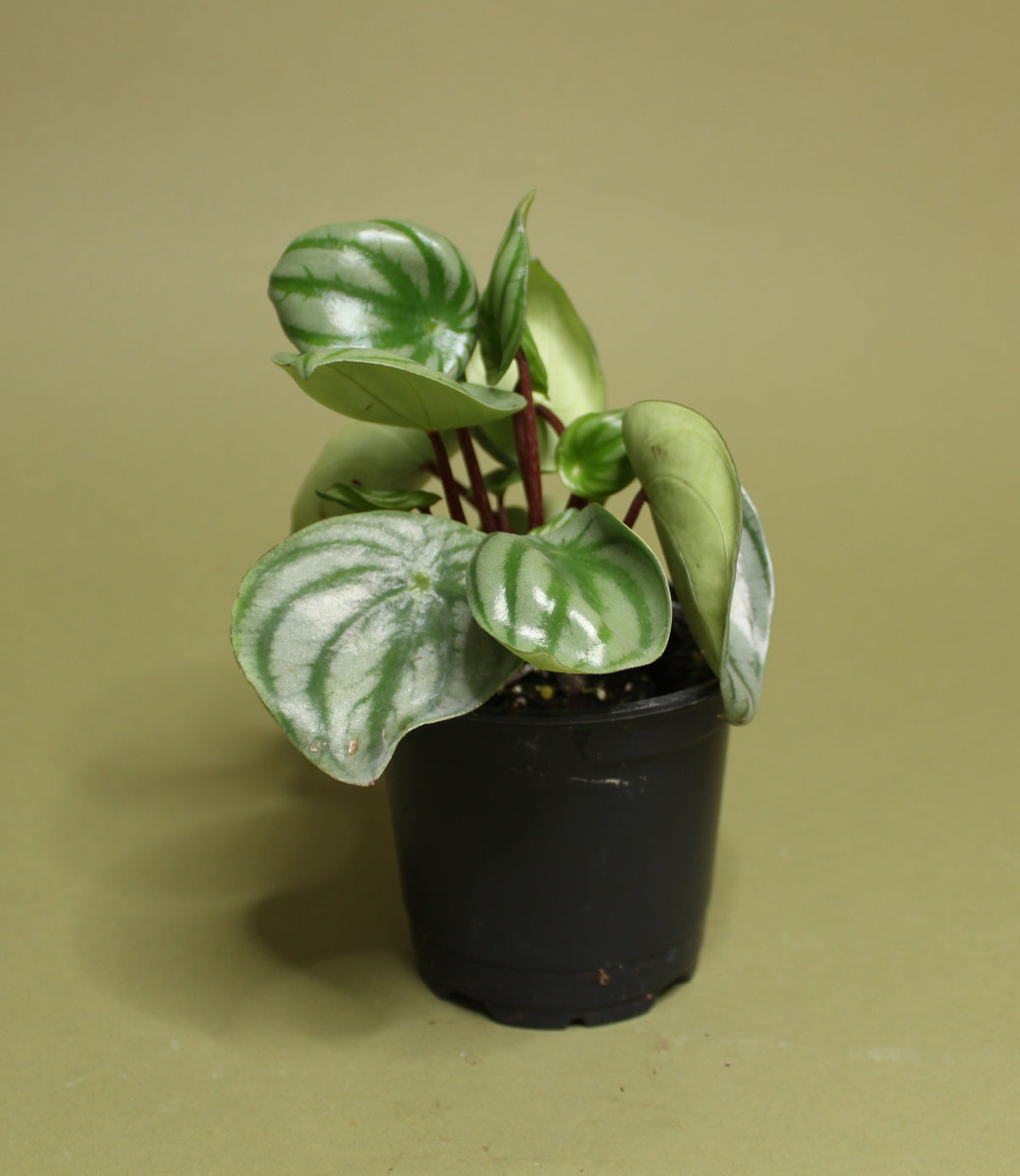 Peperomia Watermelon