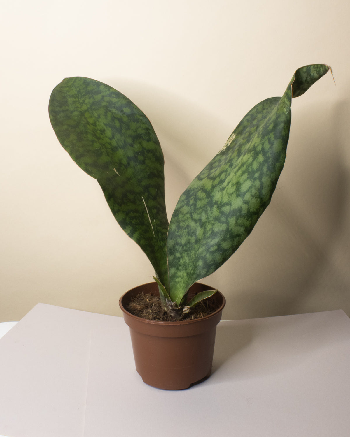 Sansevieria masoniana 'Whale Fin'